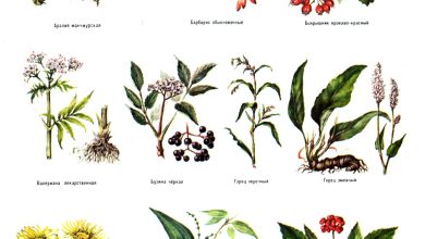 Photo of Травы и растения в медицине