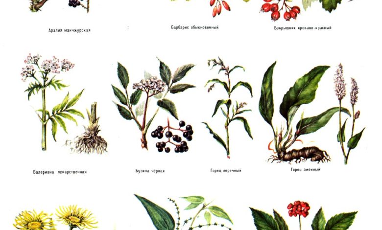 Photo of Травы и растения в медицине